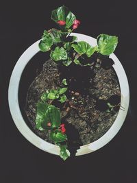 High angle view of potted plant against black background