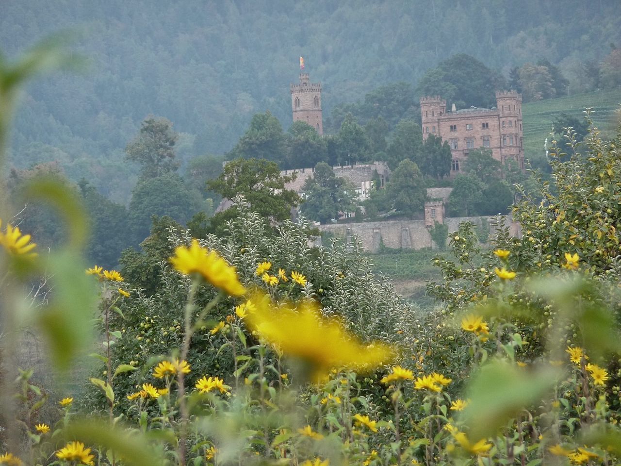 YELLOW FLOWERS IN GARDEN