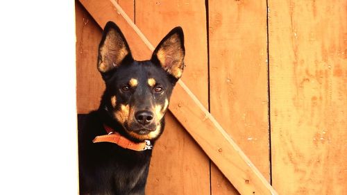 Close-up of dog on wood