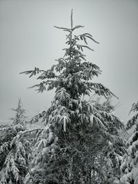 Low angle view of trees