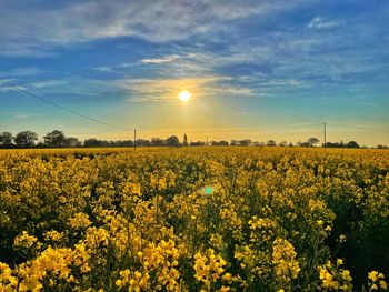 Scenic view of oilseed rape field against sky