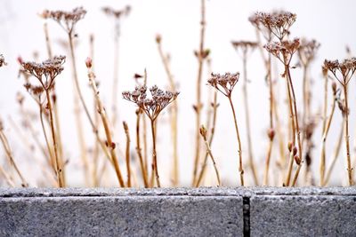 Close-up of plant against blurred background