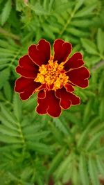 Close-up of red flower