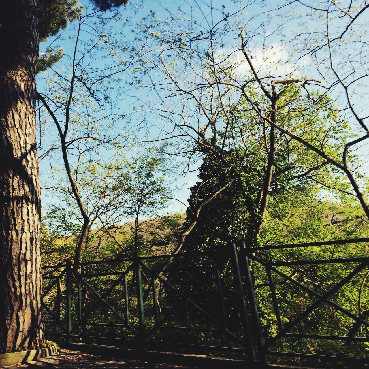 tree, branch, built structure, sky, growth, architecture, bare tree, clear sky, tranquility, low angle view, nature, tree trunk, day, fence, no people, outdoors, railing, metal, sunlight, wood - material