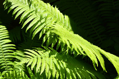 Close-up of fern leaves