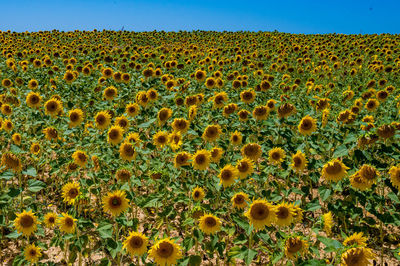 Sunflower field