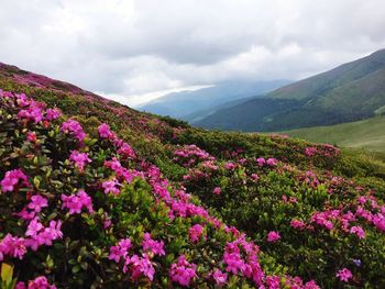 Pink flowering plants on land against sky