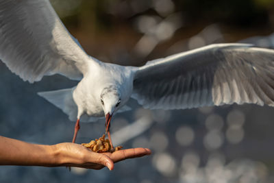 Cropped image of hand holding seagull