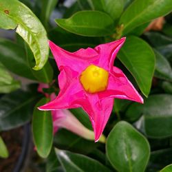 Close-up of yellow flower blooming outdoors