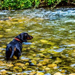 Dog standing in river
