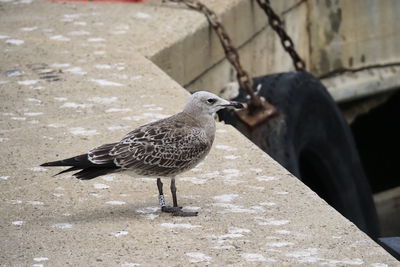 Close-up of pigeon