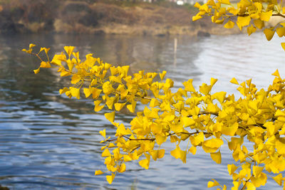 Close-up of yellow flowering plant by lake