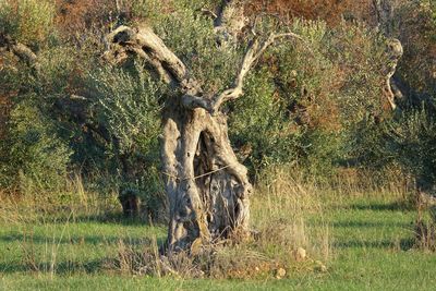 Horse on tree in field