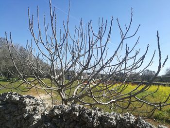 Bare tree against clear sky