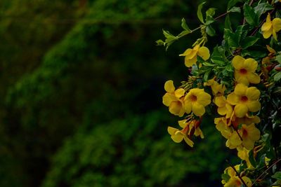 Close-up of yellow flowering plant