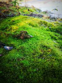 High angle view of moss on field