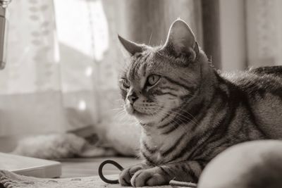 Close-up of a cat looking away