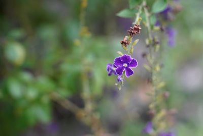 Close-up of honey bee on purple flowering plant