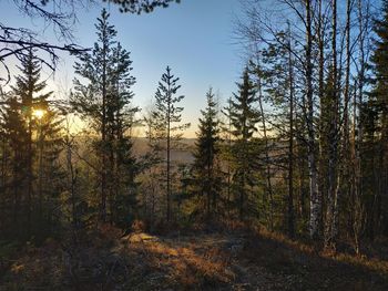 Pine trees in forest against sky