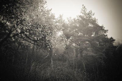 Trees in forest against sky