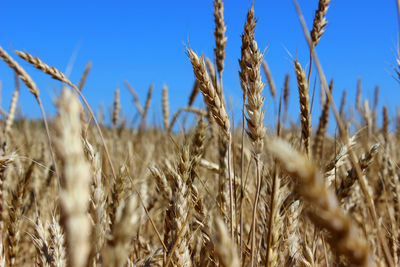 Close-up of stalks in field against clear sky