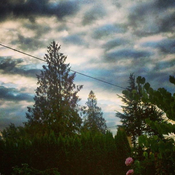 sky, cloud - sky, tree, power line, cloudy, tranquility, beauty in nature, electricity pylon, nature, tranquil scene, cloud, growth, scenics, sunset, cable, low angle view, silhouette, electricity, overcast, weather