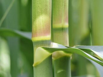 Close-up of green leaf on plant