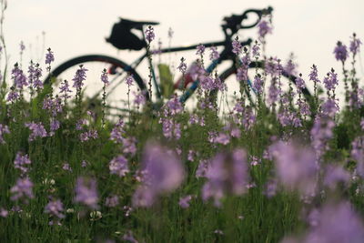 Close-up of lavender flowers