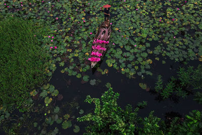 High angle view of pink flowering plant on land