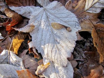 Close-up of snow in forest during autumn