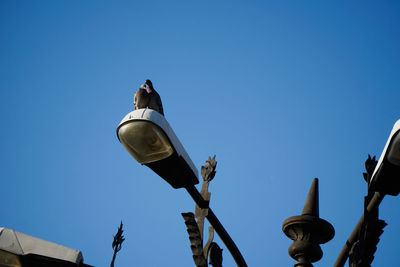 Low angle view of bird against clear blue sky