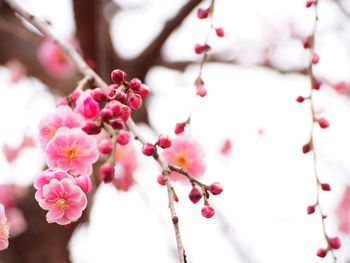 Low angle view of plum blossom in hanegi park