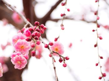 Close-up of cherry blossoms