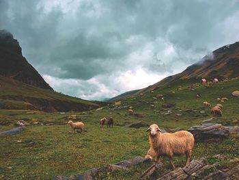 Flock of sheep grazing on the grass fields of landscape of himalayas.