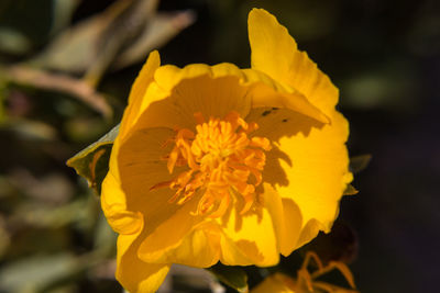 Close-up of yellow flower blooming outdoors