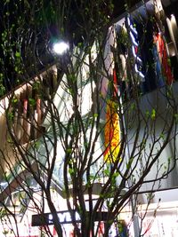 Low angle view of illuminated lights hanging from tree