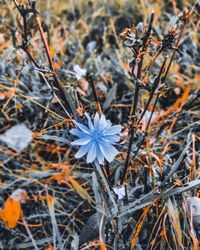 High angle view of white flowering plant on field