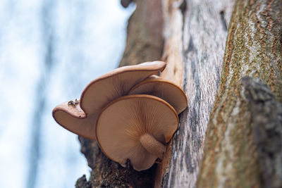 Mushroom on tree