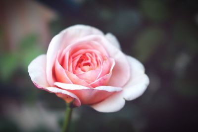 Close-up of pink rose