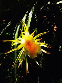 Close-up of yellow flower blooming at night