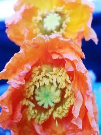 Close-up of yellow flower