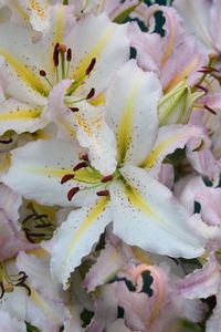 Full frame shot of white flowers