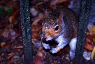 Close-up of squirrel