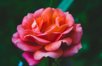 Close-up of pink rose flower