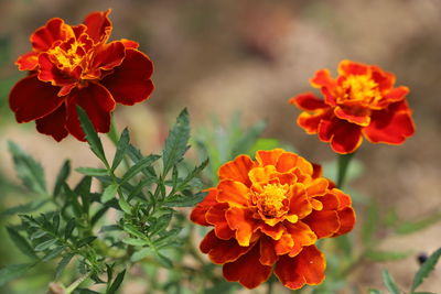 Close-up of orange marigold flowers