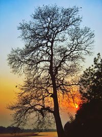 Silhouette tree against sky during sunset