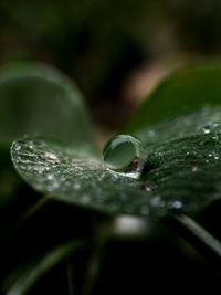 Close-up of water drops on plant