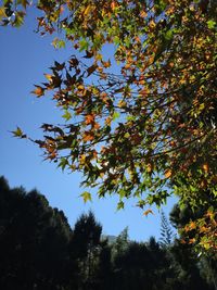 Low angle view of trees