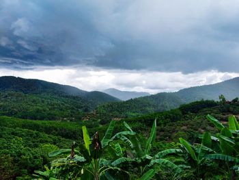 Scenic view of agricultural landscape against sky