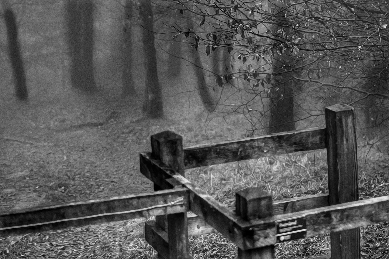 METAL FENCE AND TREES IN FOREST